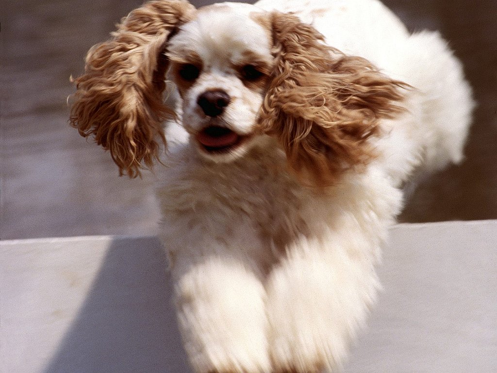 Sparkle, _Agility Champion_